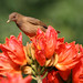 Robin Clay Photo 21