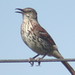 Michael Thrasher Photo 33