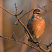 Robin Tompkins Photo 17