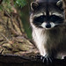 Larry Scurry Photo 8
