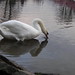 Glen Swan Photo 17