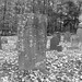Timothy Robertson Photo 26