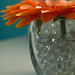 Mary Bloom Photo 33