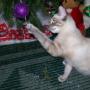 Susan Dykes Photo 18