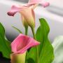 Amy Blankenship Photo 32