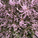 Heather Stone Photo 17