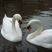 Catherine Swan Photo 14