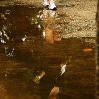 Diana Calman Photo 1