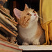 Timmy Workman Photo 7