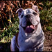 Ronald Littles Photo 10