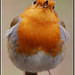 Robin Stover Photo 17