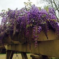 Dianne Daugherty Photo 8