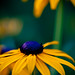Susan Spring Photo 11