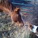 Patrick Collie Photo 5