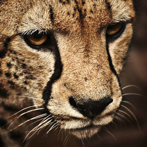 Thomas Boucher Photo 21