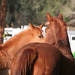 Lacee Peace Photo 6