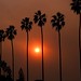 La Larson Photo 5