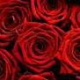 Melissa Stover Photo 6