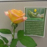 Carol Levine Photo 24