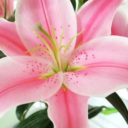 Lily Shi Photo 9