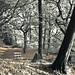 Lee Wood Photo 13