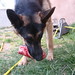 Charlie Bone Photo 10