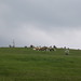 Jeff Adkins Photo 16