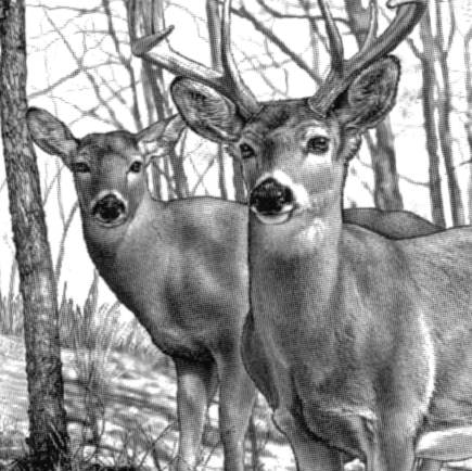 Samuel Hodges Photo 17