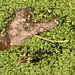 Carl Sullivan Photo 12