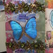 Cheryl Stevenson Photo 7
