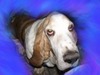 Joyce Ross Photo 9