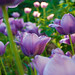 Violet Cooley Photo 4
