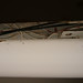 Duane Rust Photo 9