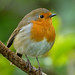 Robin Mead Photo 9