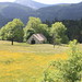 Suzanne Meadows Photo 11