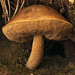 Simon Anderson Photo 30