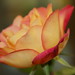 Melissa Rose Photo 16