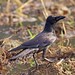 Bill Crow Photo 23