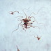 Charles Herber Photo 14