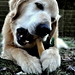 Charles Bone Photo 16