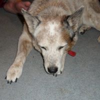 Linda Shedd Photo 11