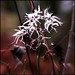 Tracey Woods Photo 9