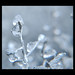 Crystal Borders Photo 4