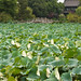 Yuan Li Photo 24