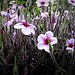 Donna Blume Photo 6
