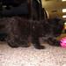 Frankie Pink Photo 9