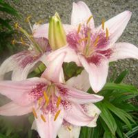 Carroll Lilly Photo 9