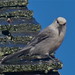 Jay Wolf Photo 28