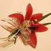 Cynthia Raymond Photo 18