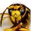 Lee Clark Photo 49